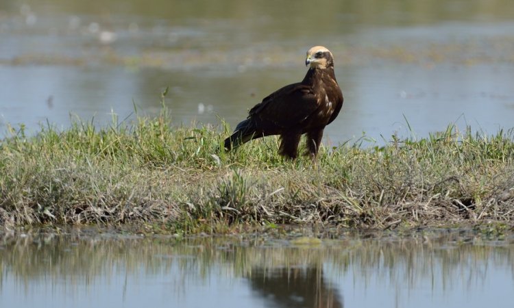 Affût photos animalières - Réserve du petit Rhône