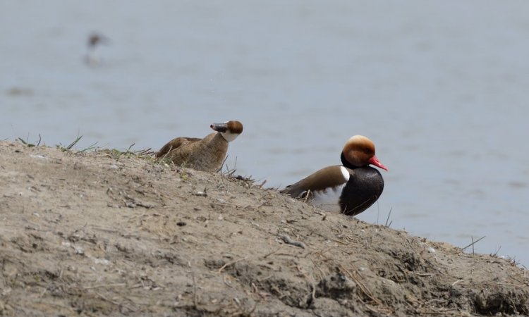 Affût photos animalières - Réserve du petit Rhône