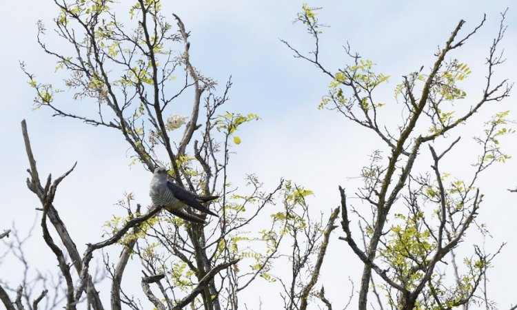 Affût photos animalières - Réserve du petit Rhône