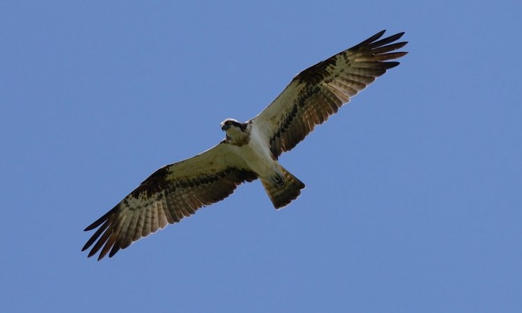 Affût photos animalières - Réserve du petit Rhône