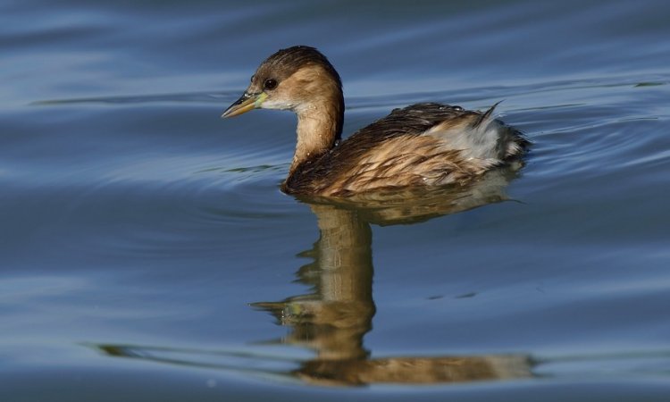 Affût photos animalières - Réserve du petit Rhône