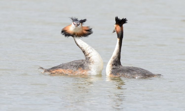 Affût photos animalières - Réserve du petit Rhône