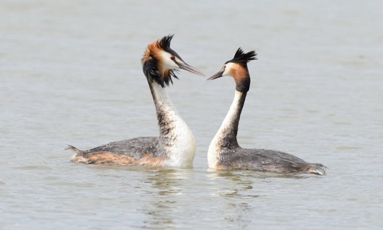 Affût photos animalières - Réserve du petit Rhône