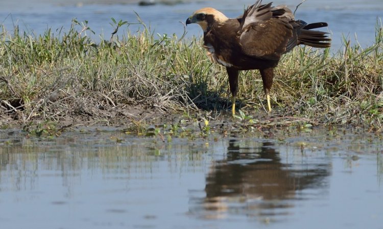 Affût photos animalières - Réserve du petit Rhône