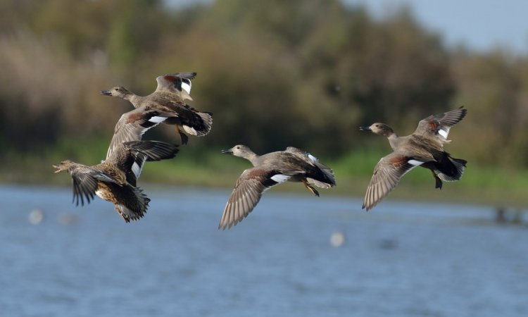 Affût photos animalières - Réserve du petit Rhône