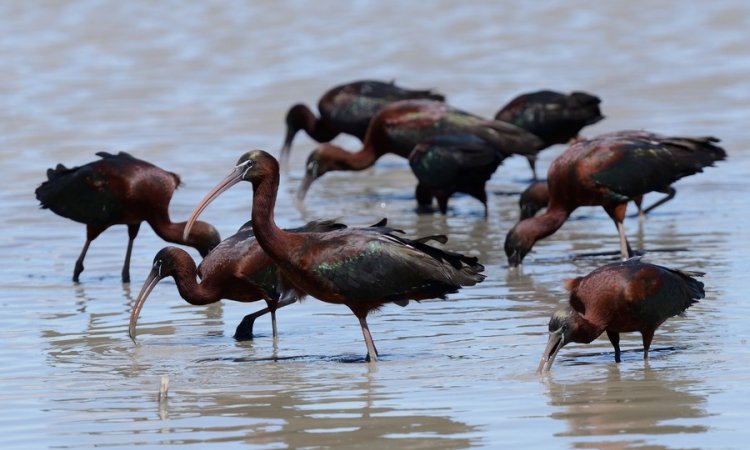 Affût photos animalières - Réserve du petit Rhône