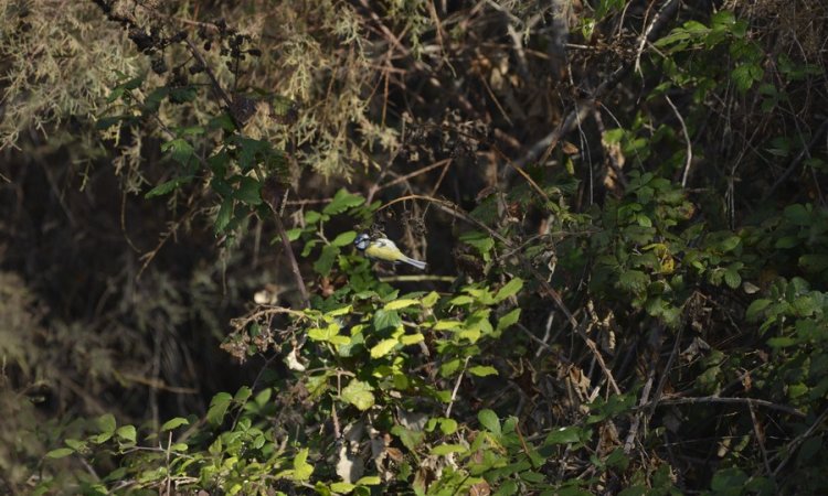 Affût photos animalières - Réserve du petit Rhône