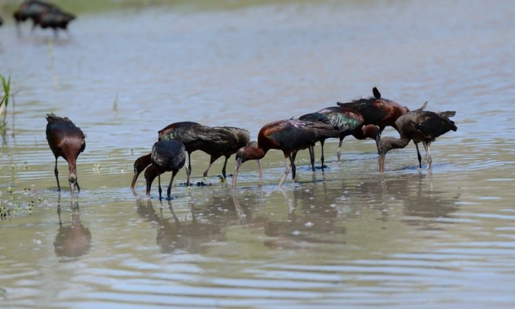 Affût photos animalières - Réserve du petit Rhône