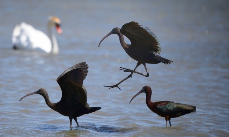 Affût photos animalières - Réserve du petit Rhône