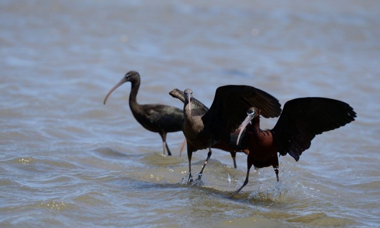 Affût photos animalières - Réserve du petit Rhône