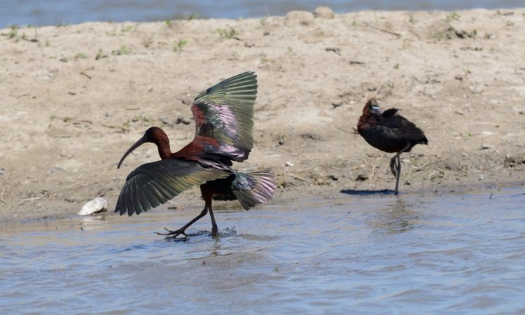 Affût photos animalières - Réserve du petit Rhône