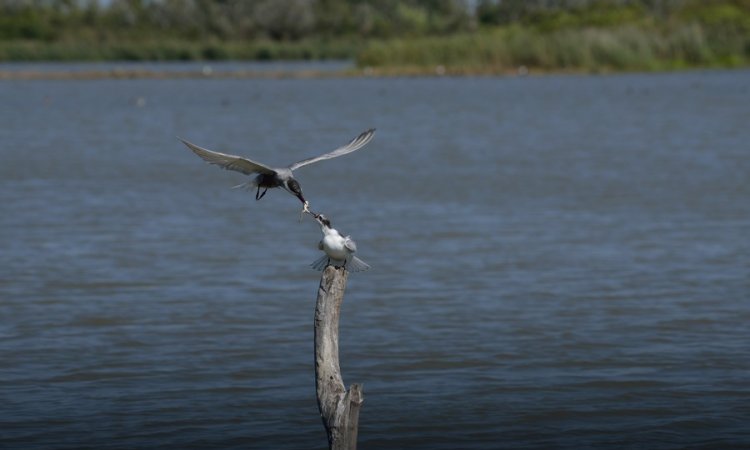 Affût photos animalières - Réserve du petit Rhône