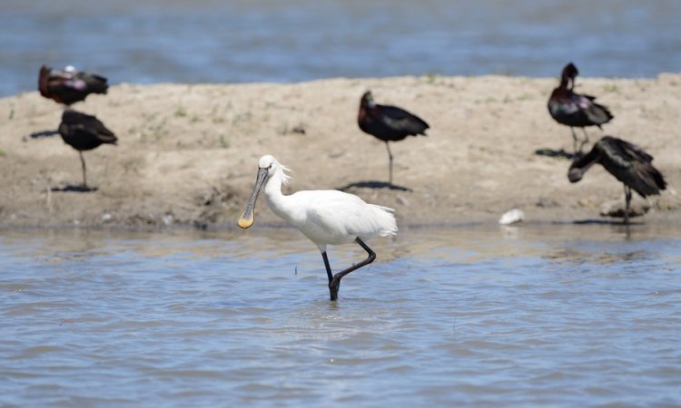 Affût photos animalières - Réserve du petit Rhône