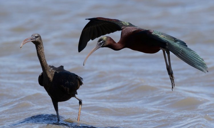 Affût photos animalières - Réserve du petit Rhône