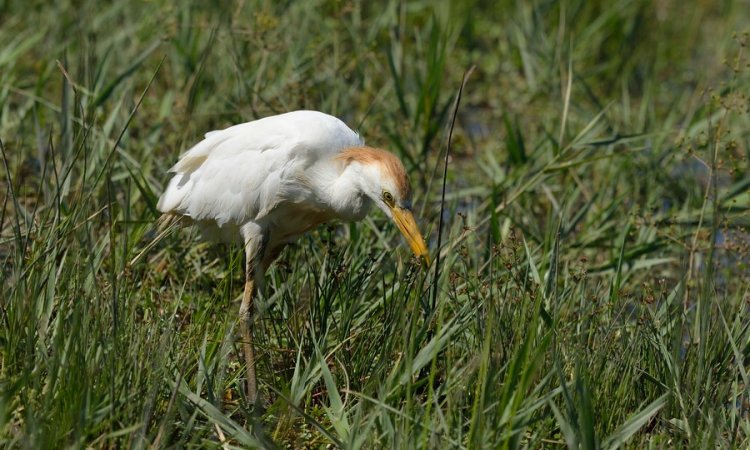 Affût photos animalières - Réserve du petit Rhône