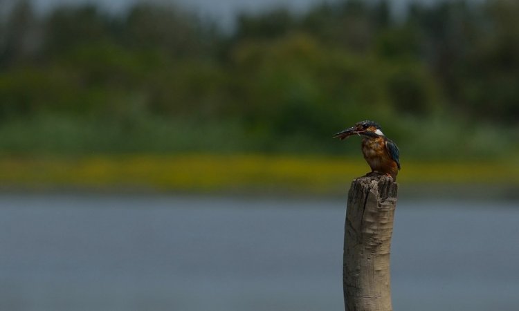 Affût photos animalières - Réserve du petit Rhône