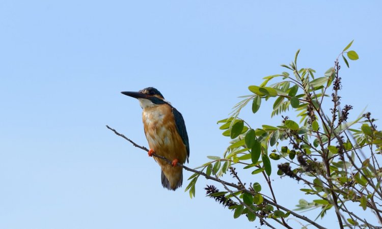 Affût photos animalières - Réserve du petit Rhône