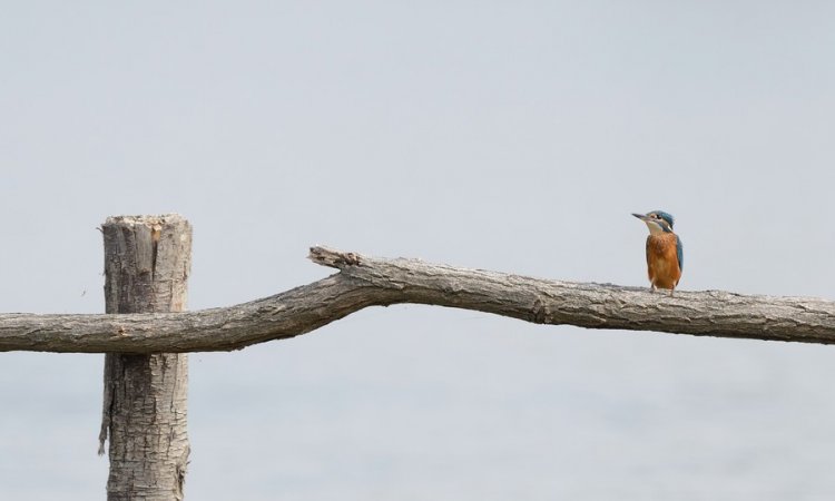 Affût photos animalières - Réserve du petit Rhône