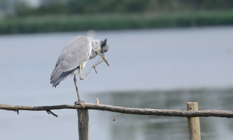 Affût photos animalières - Réserve du petit Rhône