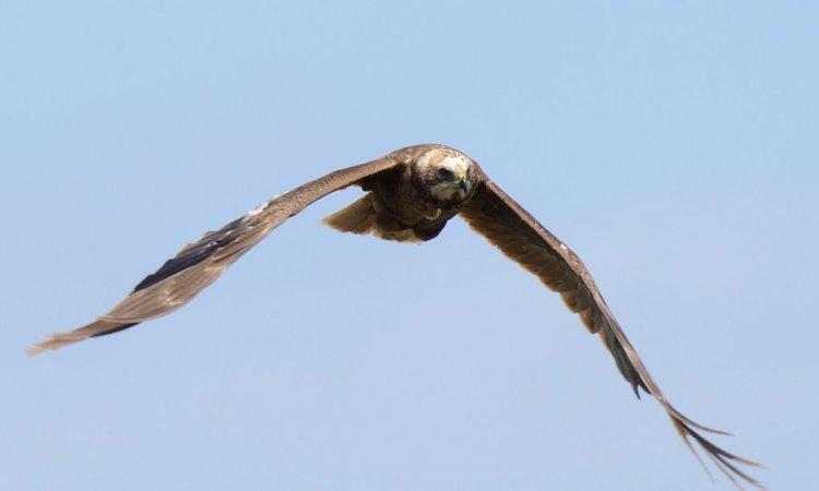 Affût photos animalières - Réserve du petit Rhône