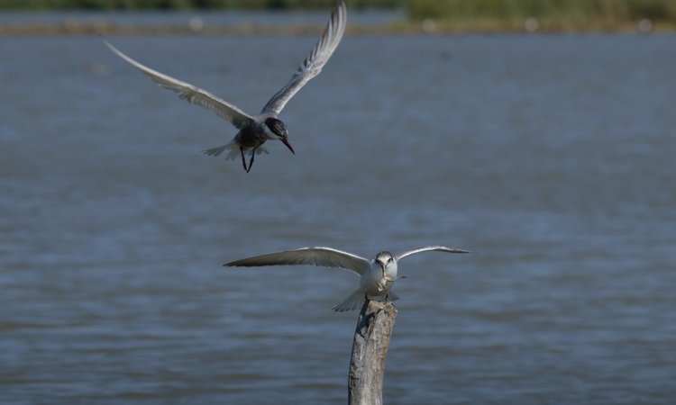 Affût photos animalières - Réserve du petit Rhône