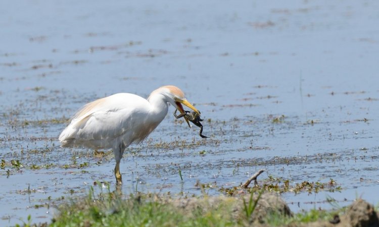 Affût photos animalières - Réserve du petit Rhône