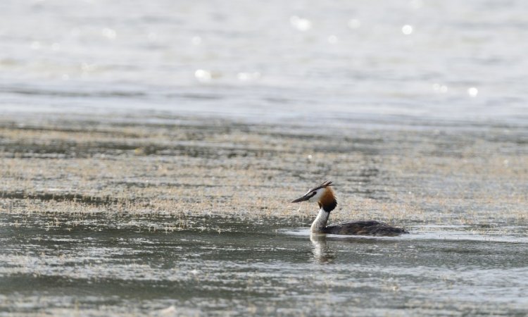 Affût photos animalières - Réserve du petit Rhône