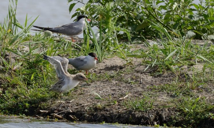 Affût photos animalières - Réserve du petit Rhône