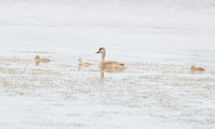 Affût photos animalières - Réserve du petit Rhône