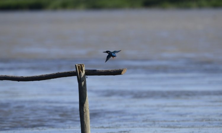 Affût photos animalières - Réserve du petit Rhône