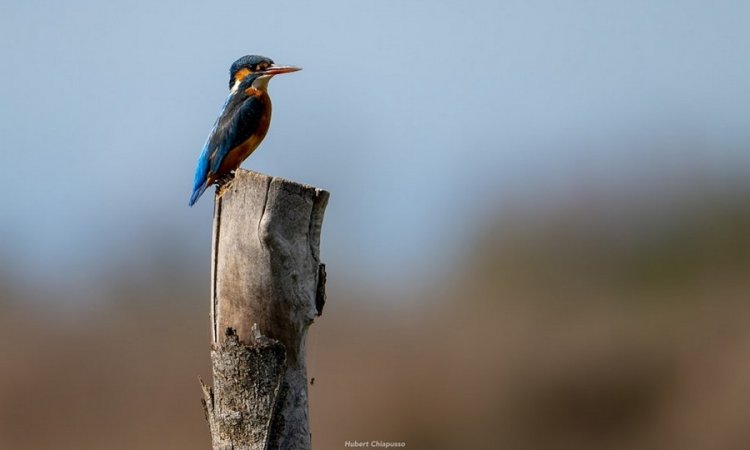 Affût photos animalières - Réserve du petit Rhône