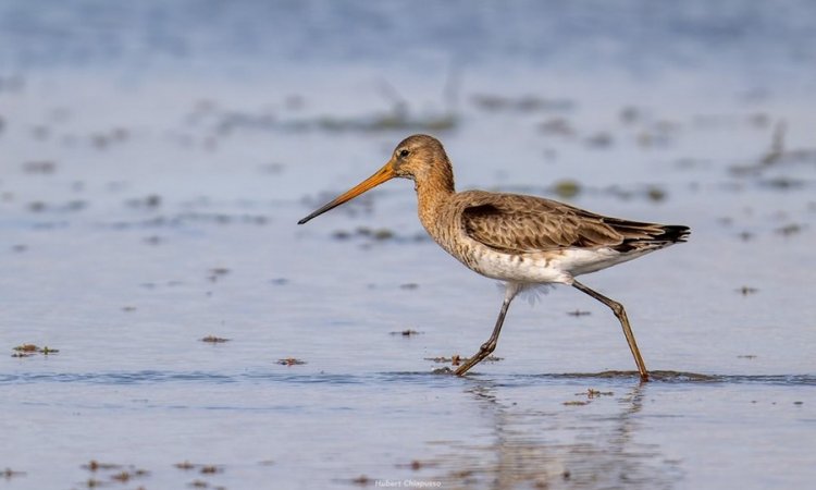 Affût photos animalières - Réserve du petit Rhône