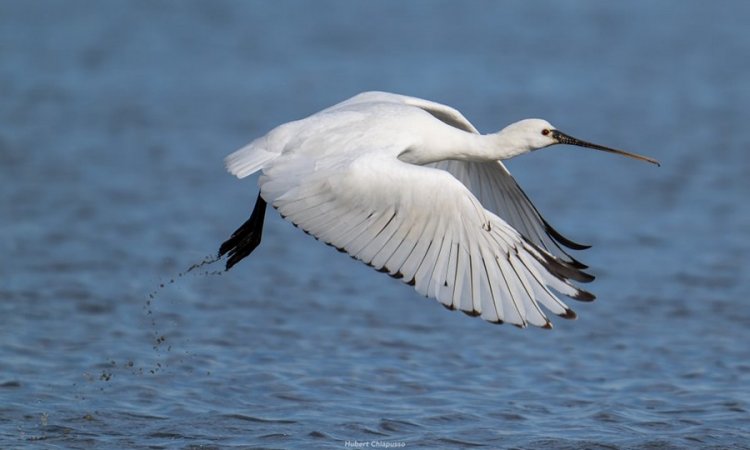 Affût photos animalières - Réserve du petit Rhône