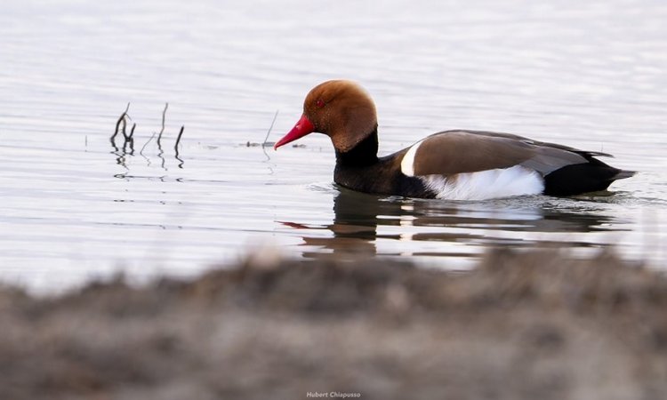 Affût photos animalières - Réserve du petit Rhône