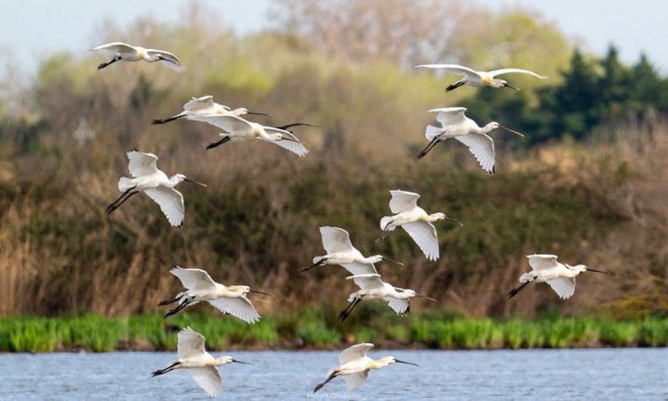 Affût photos animalières - Réserve du petit Rhône