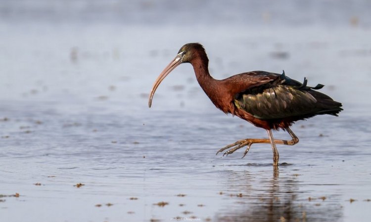 Affût photos animalières - Réserve du petit Rhône