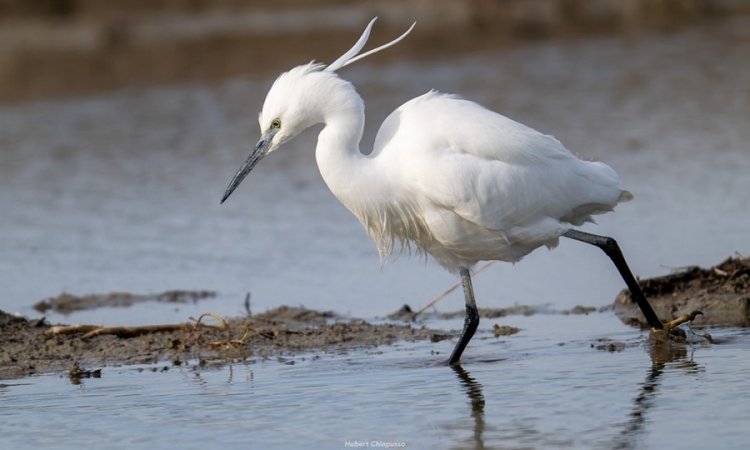 Affût photos animalières - Réserve du petit Rhône