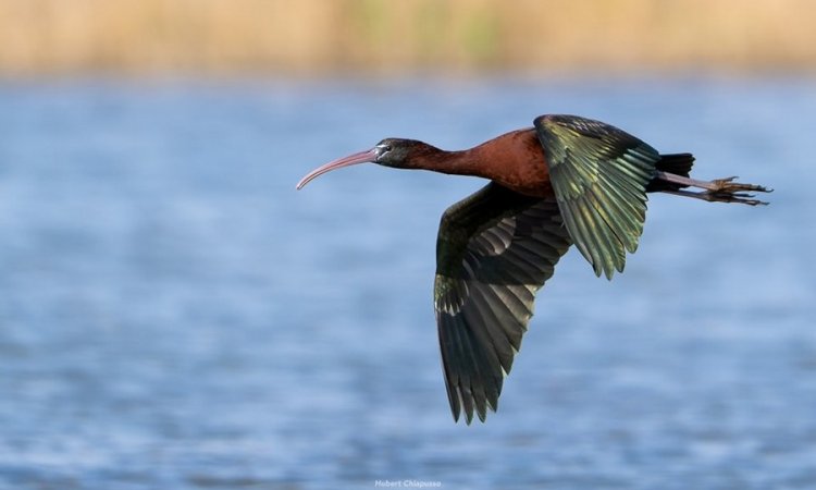 Affût photos animalières - Réserve du petit Rhône