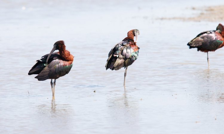 Affût photos animalières - Réserve du petit Rhône