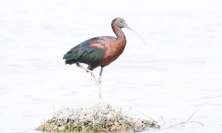 Affût photos animalières - Réserve du petit Rhône