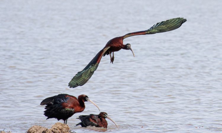 Affût photos animalières - Réserve du petit Rhône