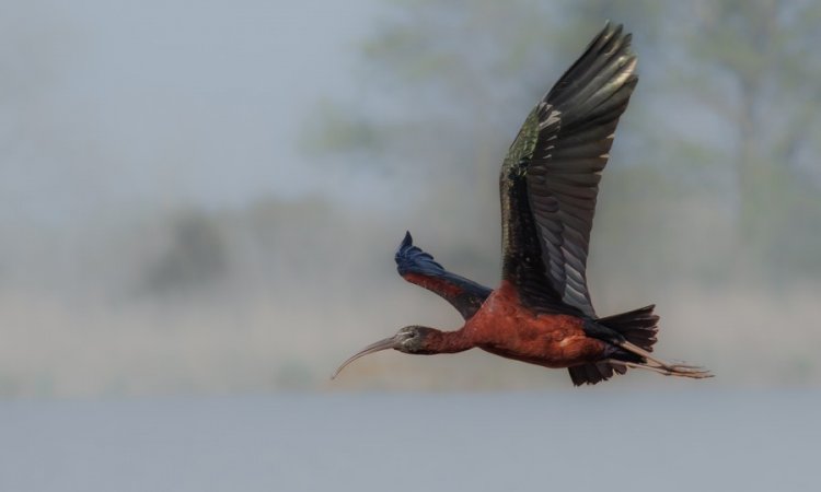 Affût photos animalières - Réserve du petit Rhône