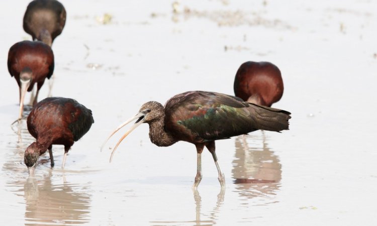 Affût photos animalières - Réserve du petit Rhône