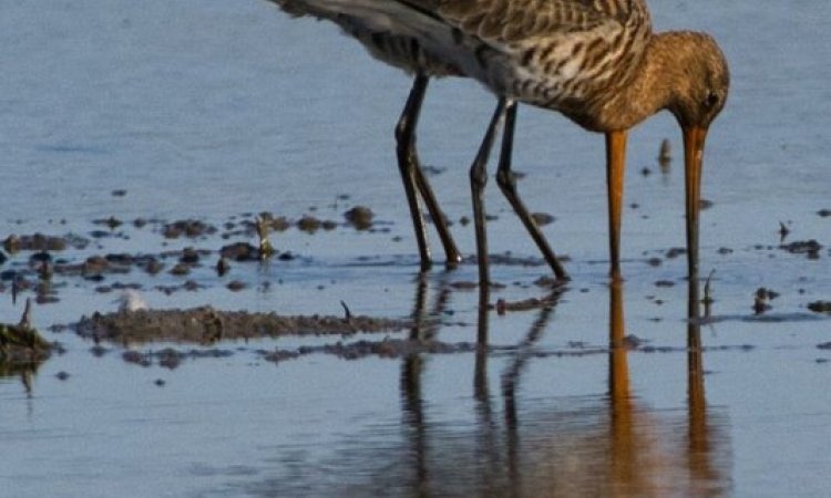 Affût photos animalières - Réserve du petit Rhône