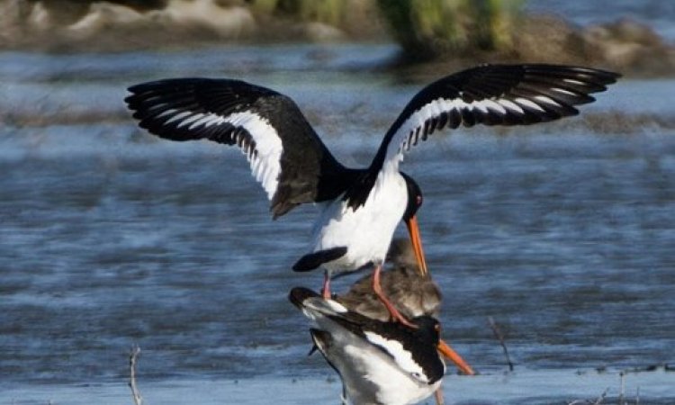 Affût photos animalières - Réserve du petit Rhône