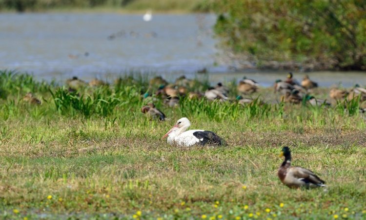 Affût photos animalières - Réserve du petit Rhône