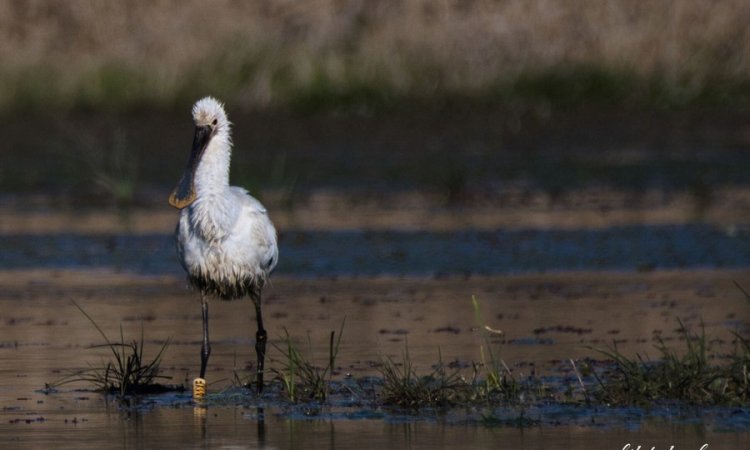 Affût photos animalières - Réserve du petit Rhône