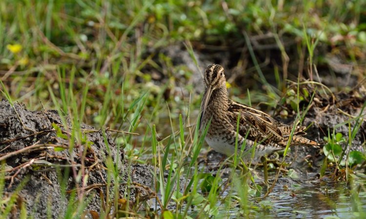 Affût photos animalières - Réserve du petit Rhône